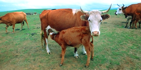 牛の初乳「コロストラム」